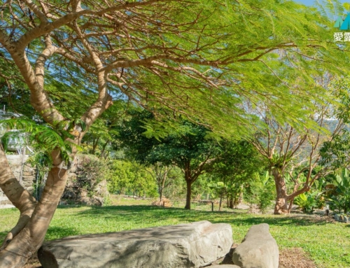 高雄桃源｜露碼lomah