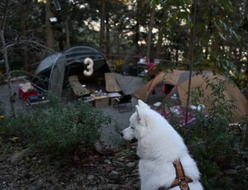 露後感｜高雄 愛莉絲森林