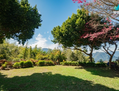 苗栗泰安｜嗎哪